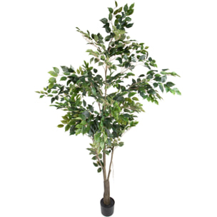 Ficus con Vaso H.213 Cm - Pezzi 1 - 213X66X66cm - Colore: Verde - Bianchi Dino - Piante Artificiali