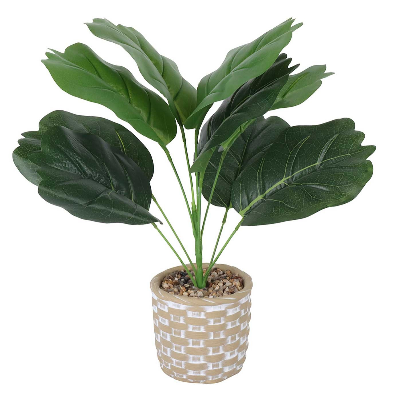 Planta briana 36cm