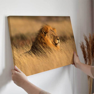 Tableau lion majestueux dans la savane dorée Toile imprimée