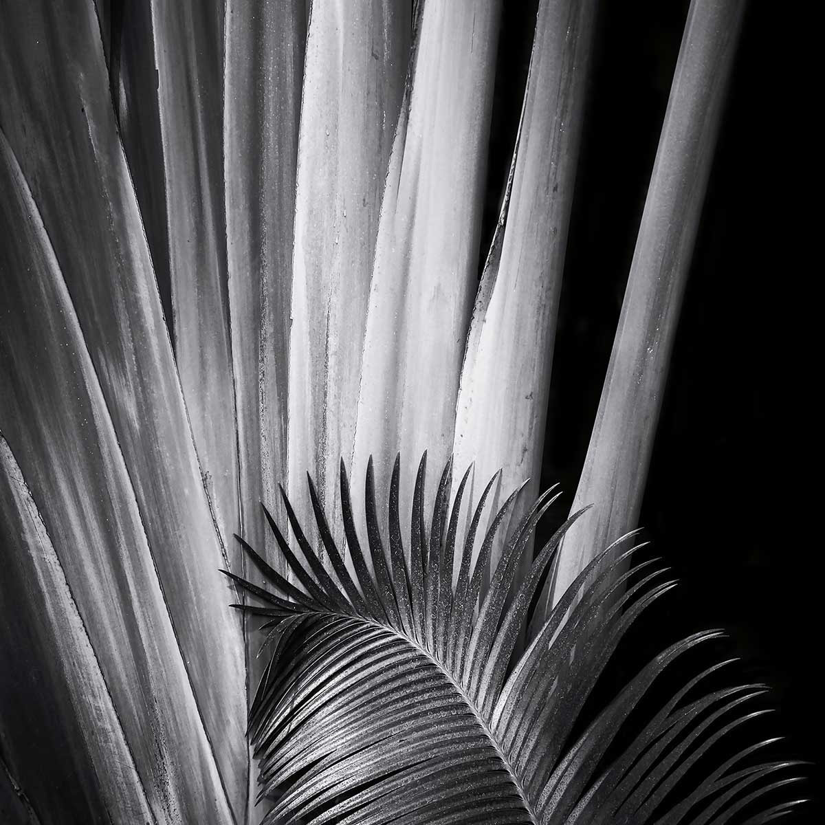 Poster jungle Marbella palm Affiche sous cadre noir