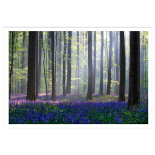 Affiche nature jacinthes et sous-bois Affiche seule