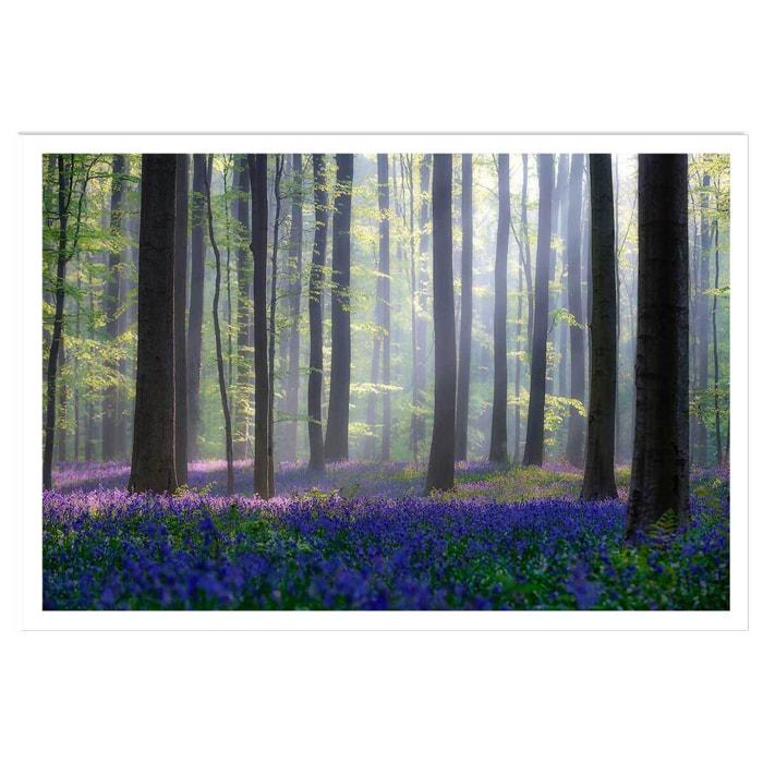 Affiche nature jacinthes et sous-bois Affiche seule