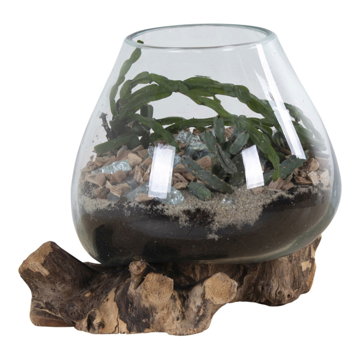 Terrario San Marino in vetro a cupola su base in radice di teak 18x20 cm
