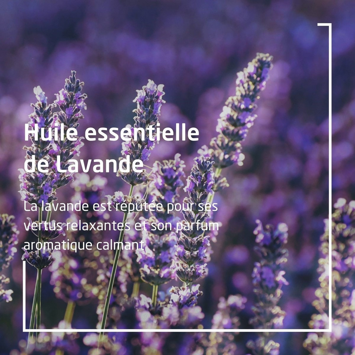 WELEDA - Duo Huile relaxante à la Lavande  - Soin corporel - Détend et ressource -  Vegan* -  Certifié Natrue** - Flacon-pompe 100 ml  x 2