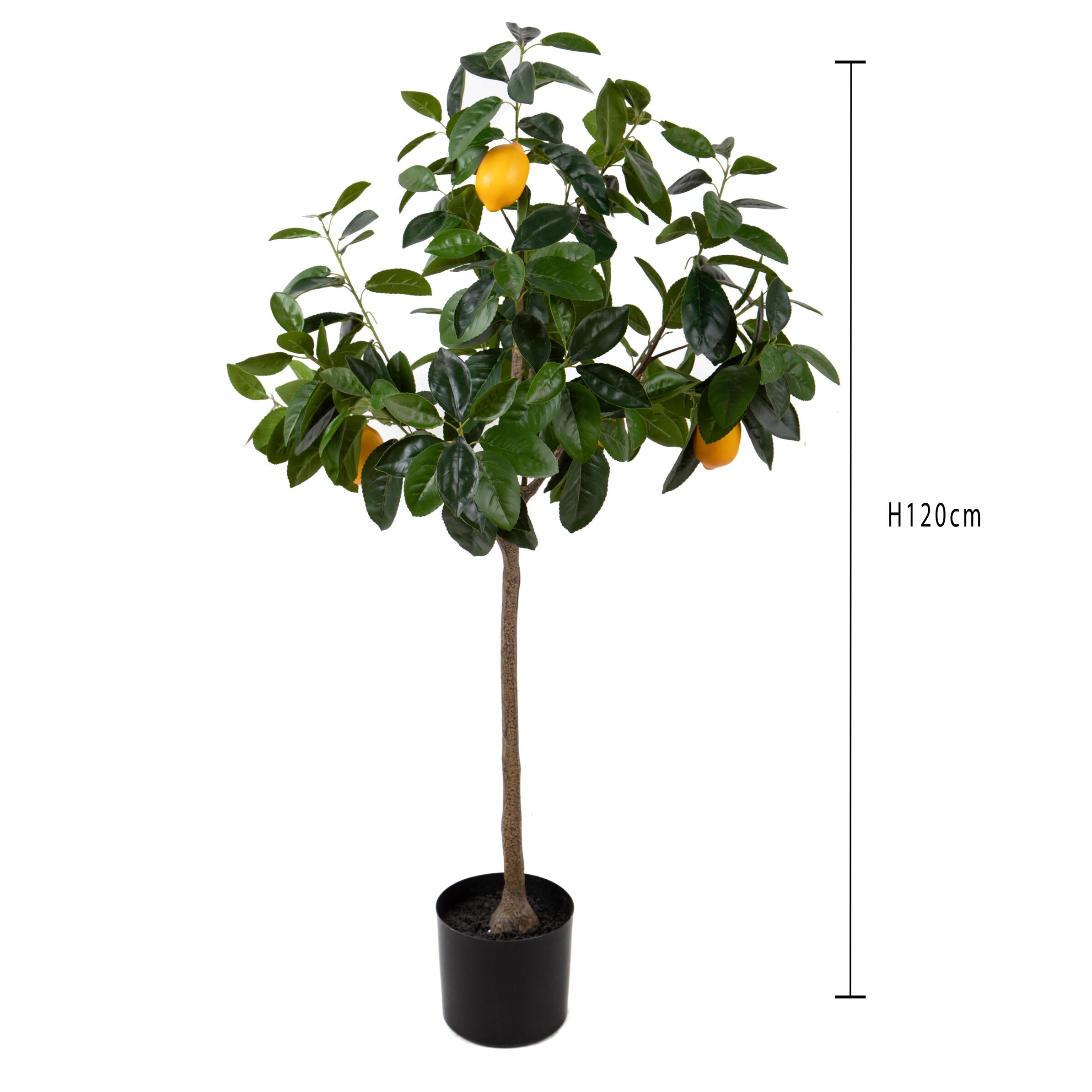 Pianta limone con frutti - Pezzi 1 - Colore: Verde - Bianchi Dino