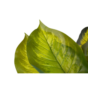 Planta Dieffenbachia Con Maceta 65x65x113 Cm