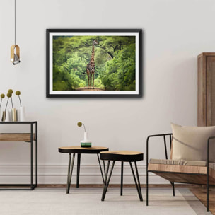 Affiche Girafe inattendue Affiche + cadre en bois - Noir