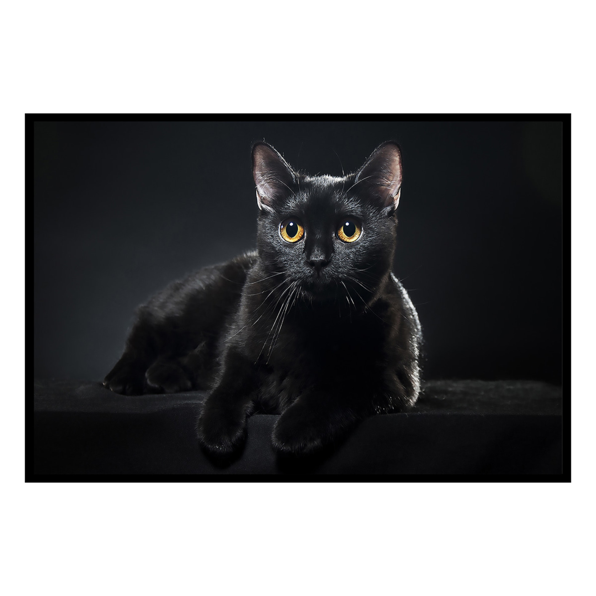 Affiche encadrée chat noir au regard doré Affiche + cadre en métal - Noir