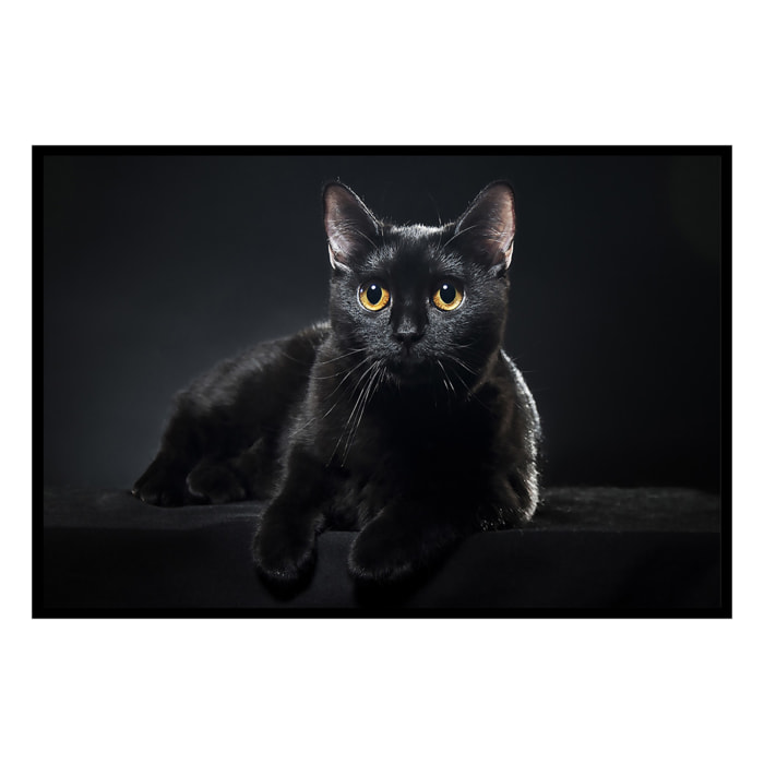 Affiche encadrée chat noir au regard doré Affiche + cadre en métal - Noir