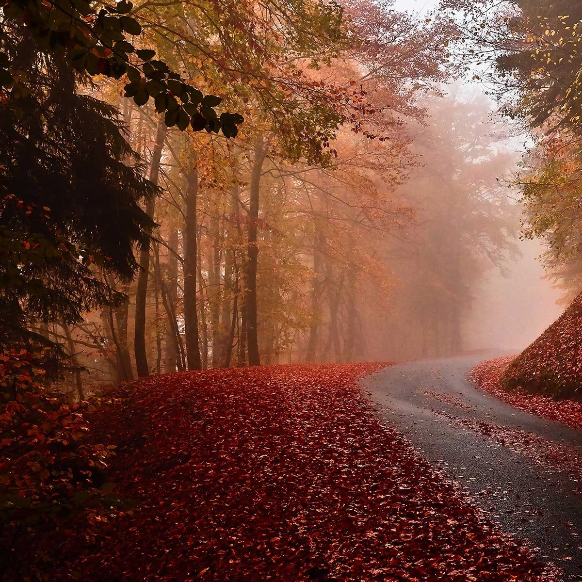 Affiche nature explosion automnale Affiche + cadre en bois - Chêne