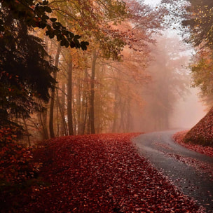 Affiche nature explosion automnale Affiche + cadre en bois - Chêne