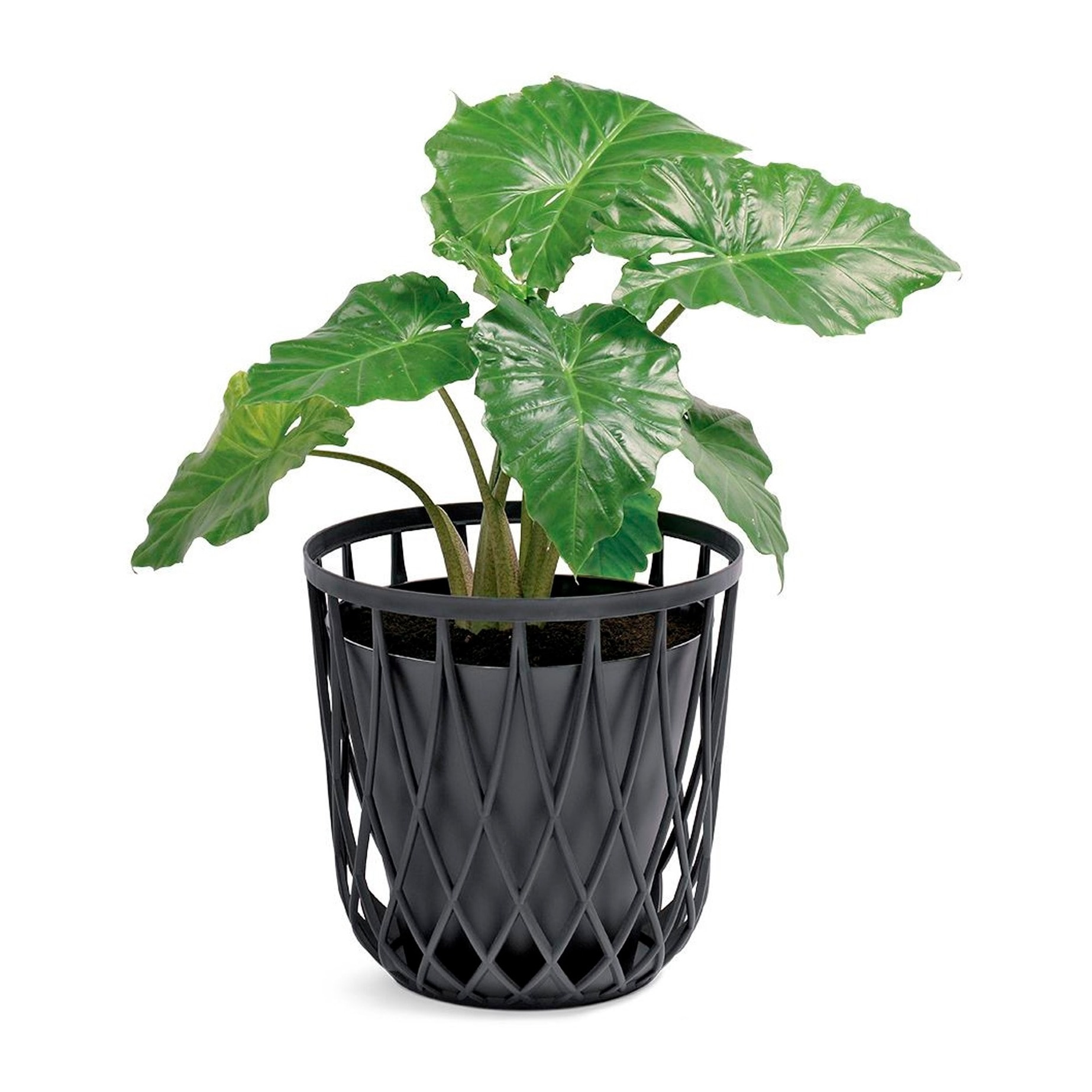 Cesta multifuncional 35l prosperplast uniqubo de plastico en color antracita 39 (largo) x 39 (ancho) x 40 (alto) cm