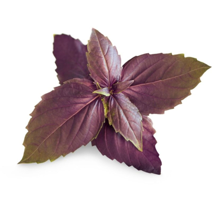 Recharge jardin d'intérieur VERITABLE Basilic Pourpre BIO