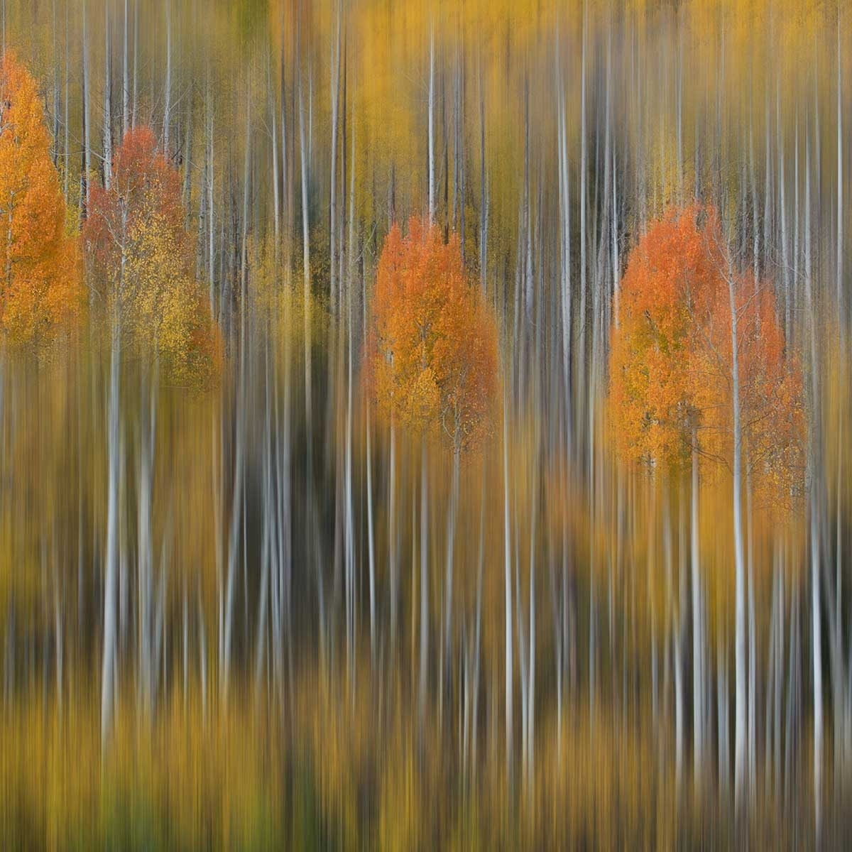 Affiche forêt et Impression d'automne Affiche sous cadre noir