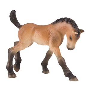 Cavalli/Puledro Trakehner