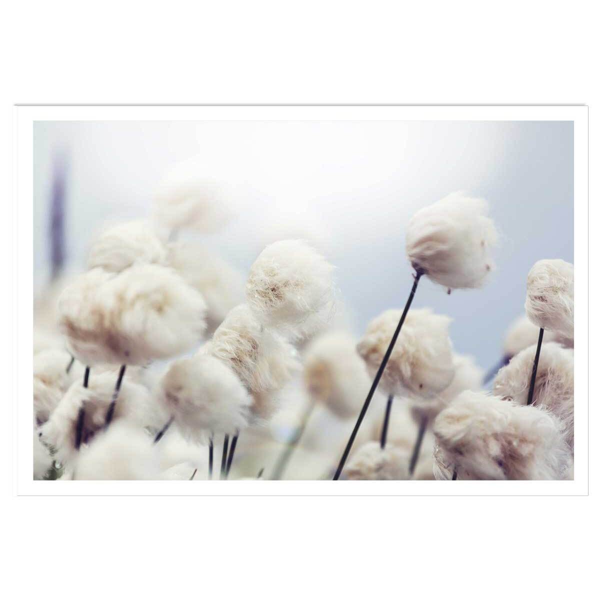 Affiche fleurs de coton au vent Affiche seule