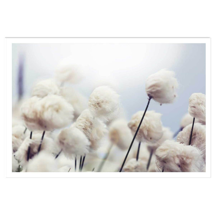 Affiche fleurs de coton au vent Affiche seule
