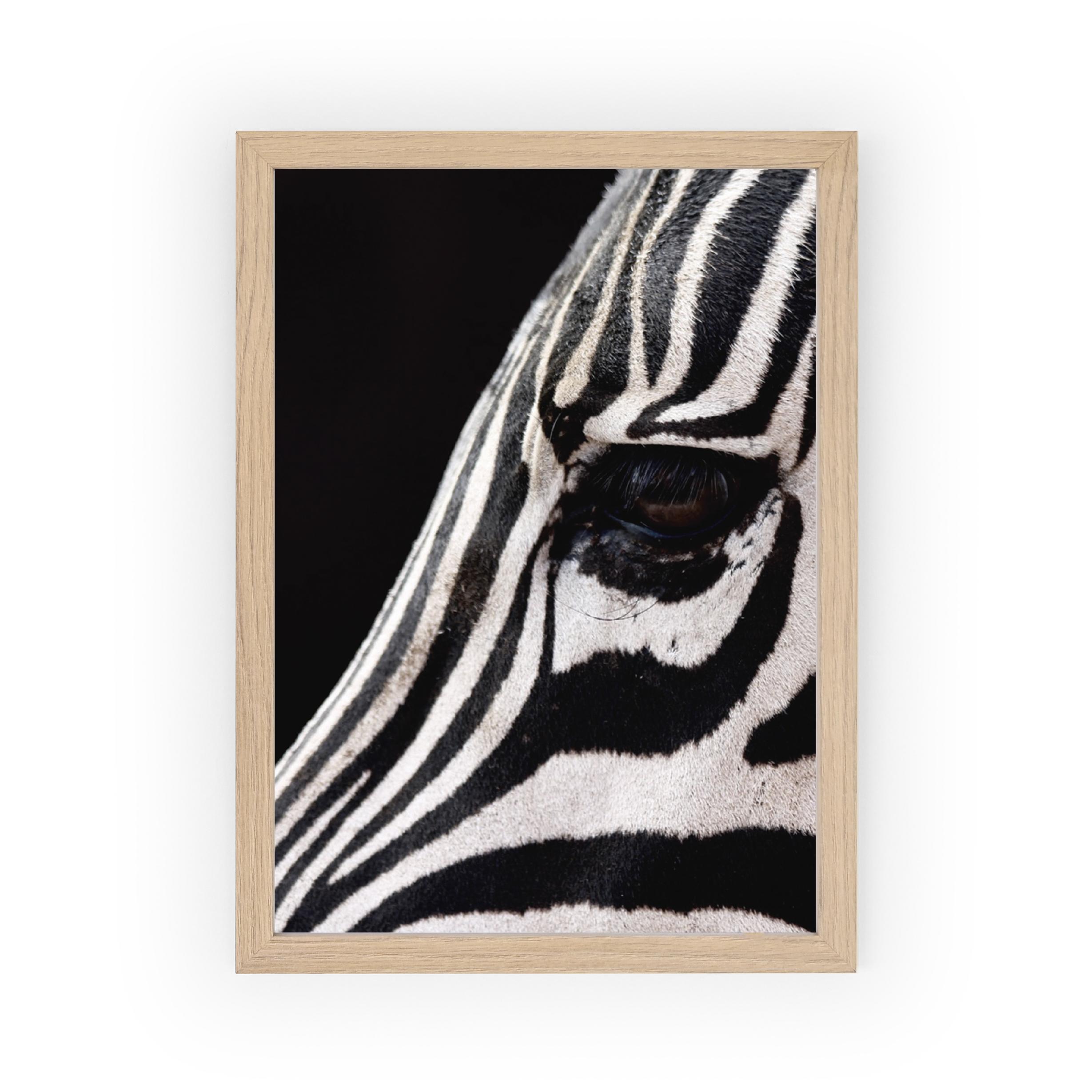 Lámina Zebra