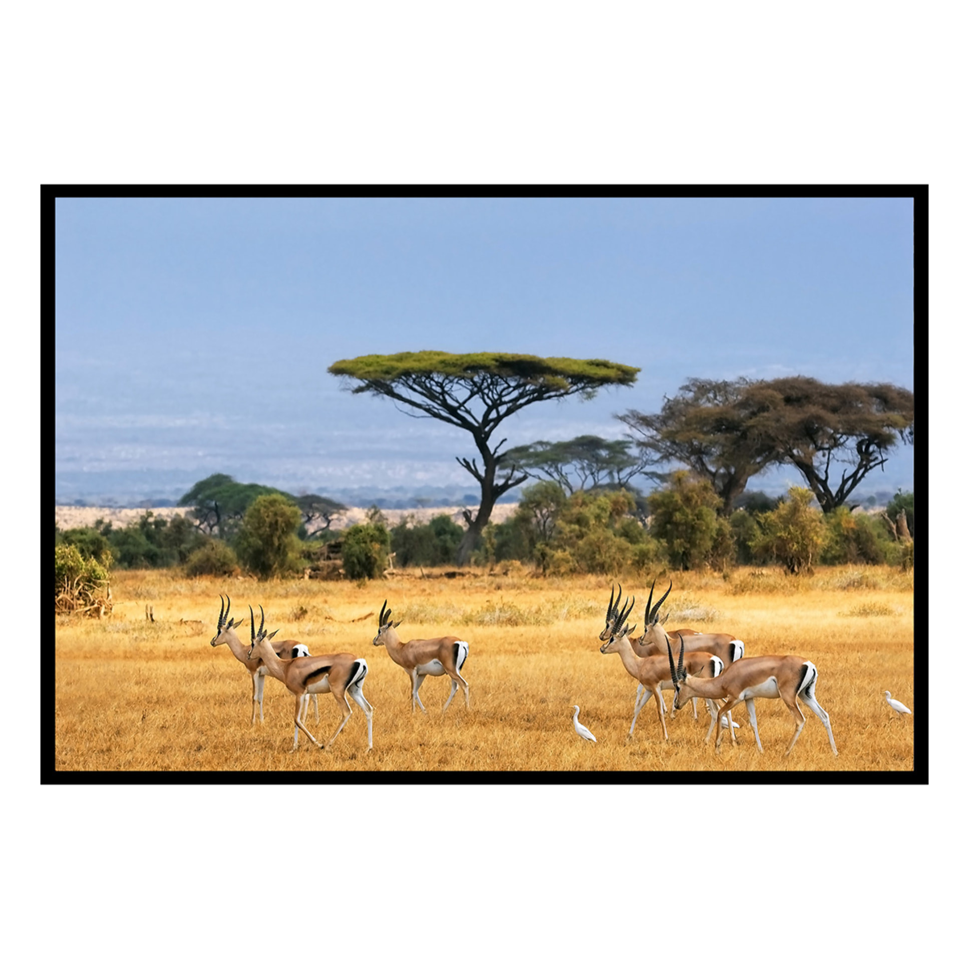 Affiche encadrée antilopes dans la savane africaine Affiche + cadre en métal - Noir