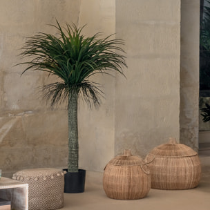 Yucca artificiel "Tropiques" H150 cm