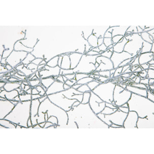 Ghirlandia Tillandsia. Lunghezza 170 Cm - Pezzi 3 - 170X13X12cm - Colore: Verde - Bianchi Dino - Articoli Natalizi