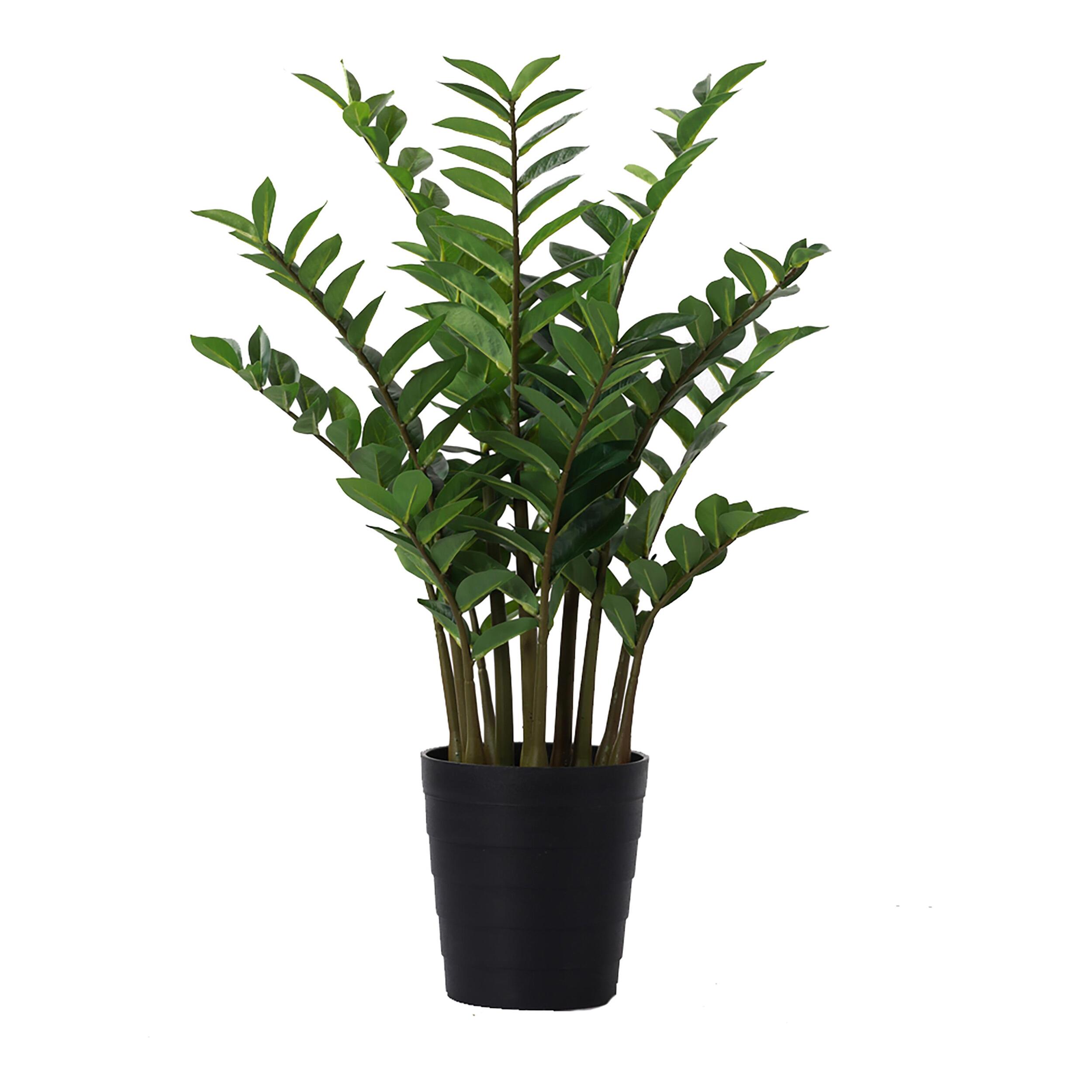 Zamifolia real touch - Pezzi 1 - Colore: Verde - Bianchi Dino