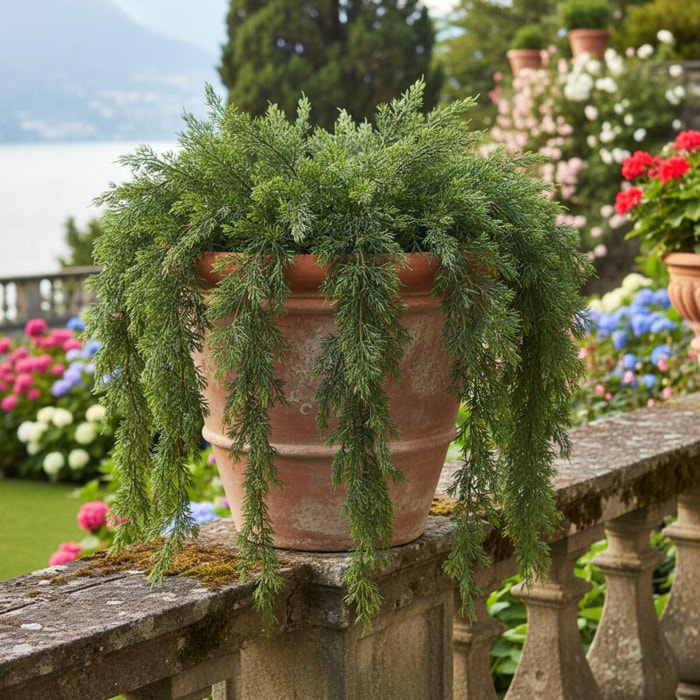 Cipresso rami - Pezzi 2 - VERDE - Bianchi Dino SpA
