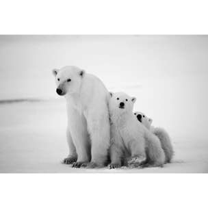 Tableau animaux family polar bear Tableau alu Dibond