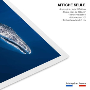 Affiche Requin baleine Affiche seule