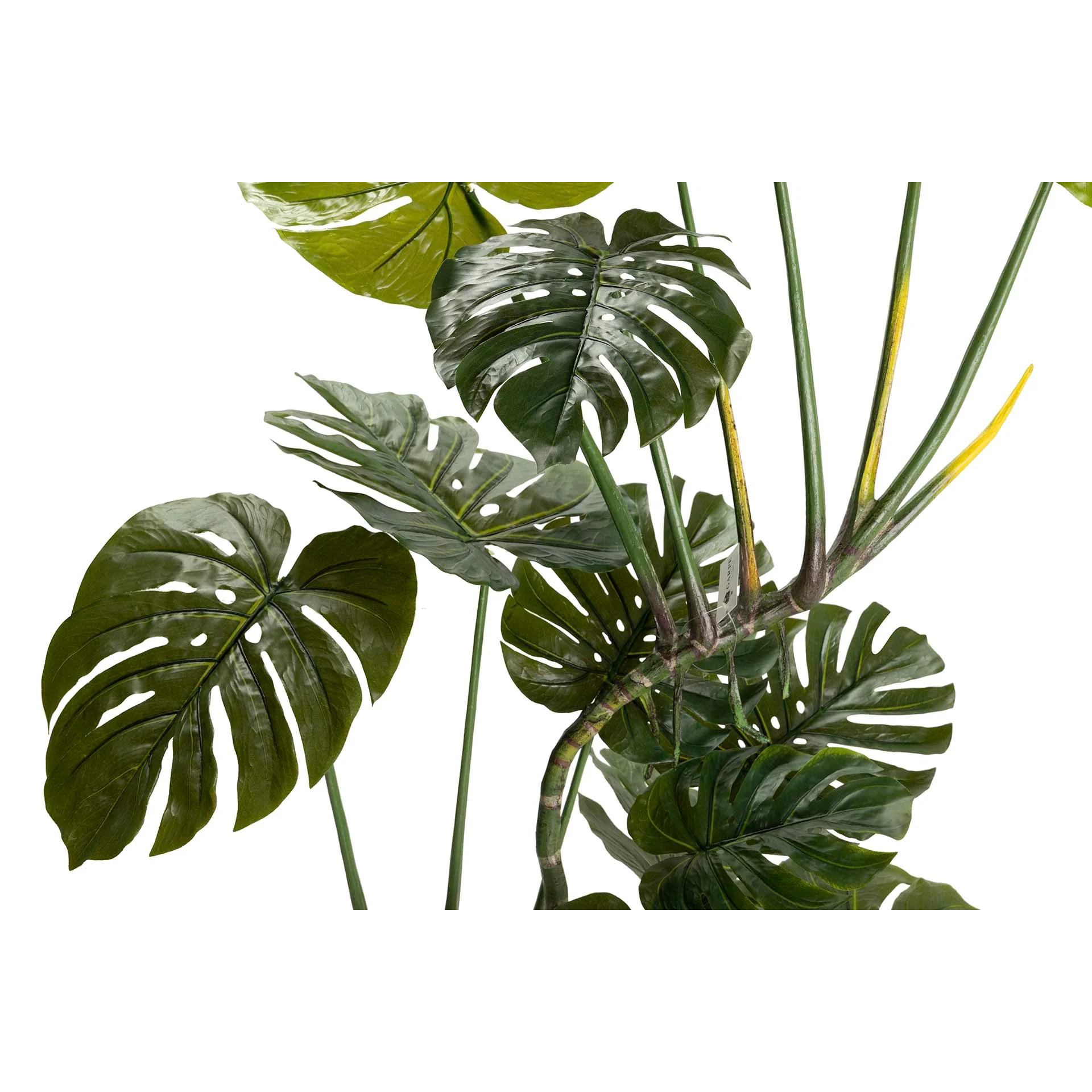 Planta Monstera 110x70x155 Cm