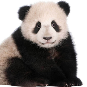 Affiche enfant bébé panda  Affiche + cadre en bois - Chêne