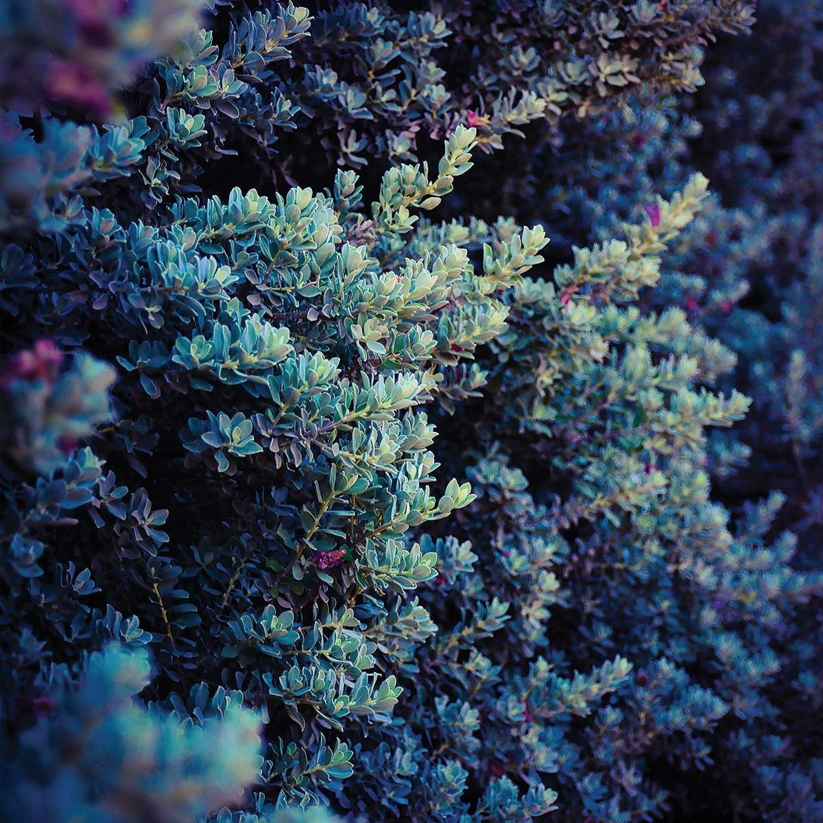 Affiche photo Tableau macro plante grasse collector Affiche sous cadre noir