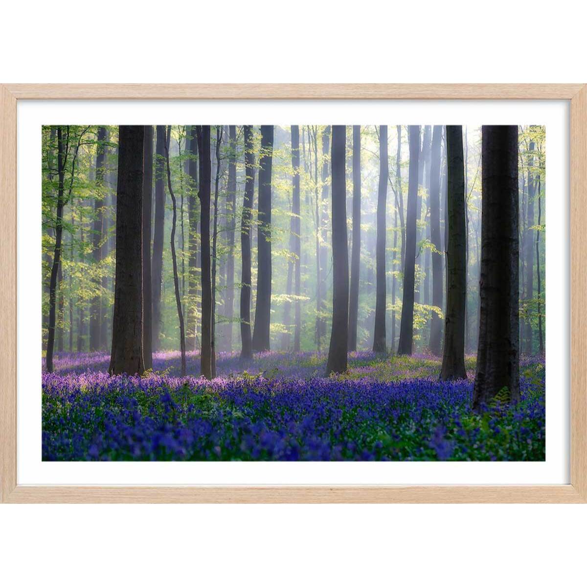 Affiche nature jacinthes et sous-bois Affiche + cadre en bois - Chêne