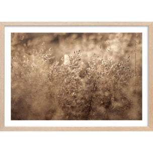 Affiche fleurs field grass Affiche + cadre en bois - Chêne