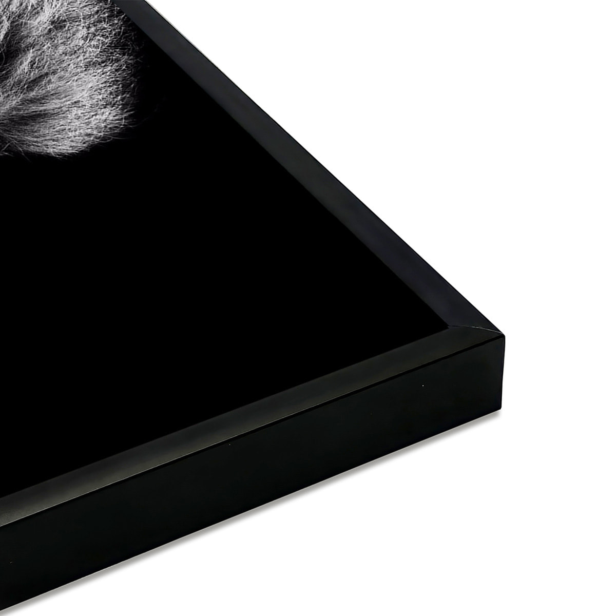 Affiche encadrée lion rugissant noir et blanc Affiche + cadre en métal - Noir