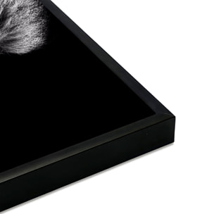 Affiche encadrée lion rugissant noir et blanc Affiche + cadre en métal - Noir