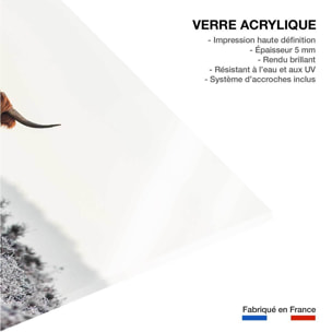 Tableau vache Highland Tableau plexiglas