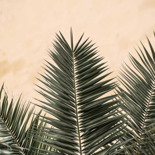 Poster sandy palme Affiche + cadre en bois - Chêne