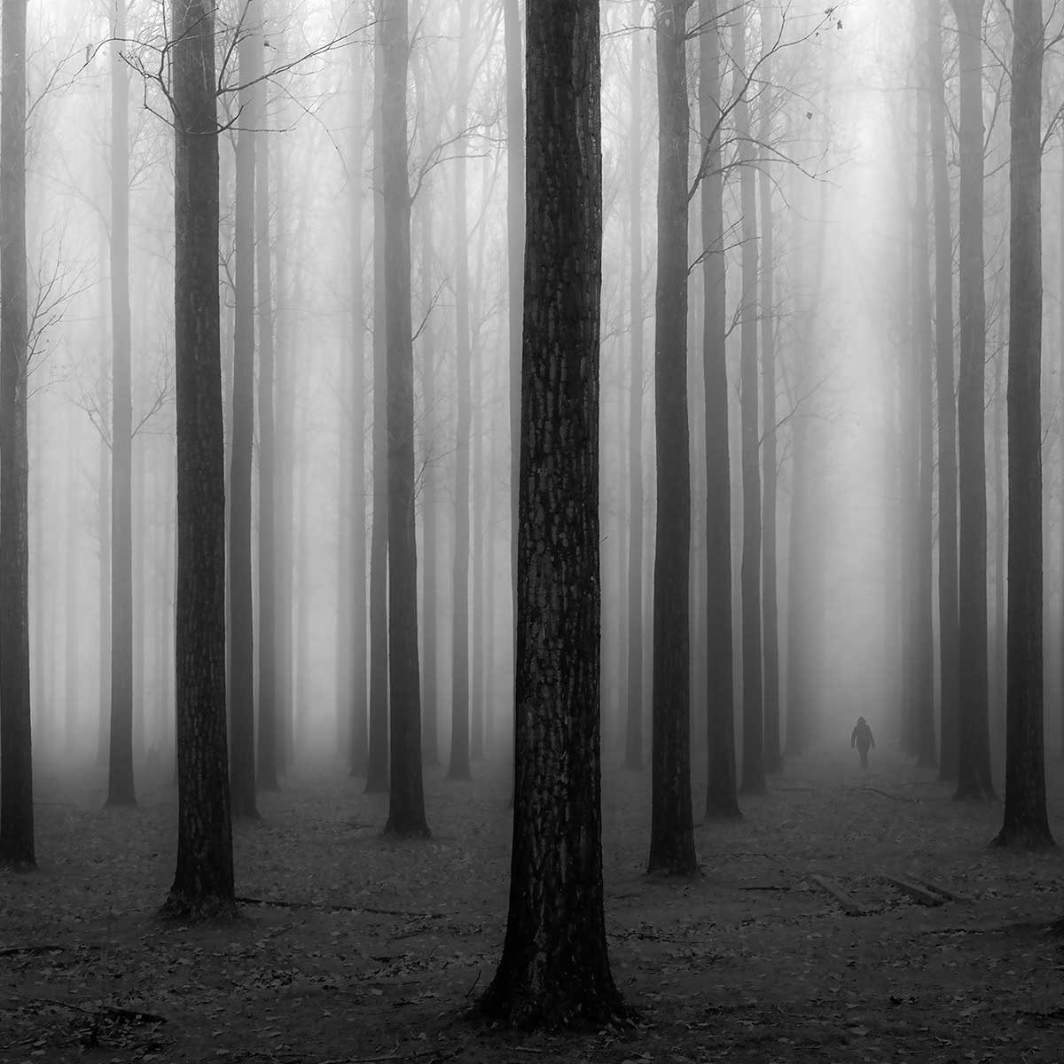 Affiche nature foggy weather Affiche sous cadre bois