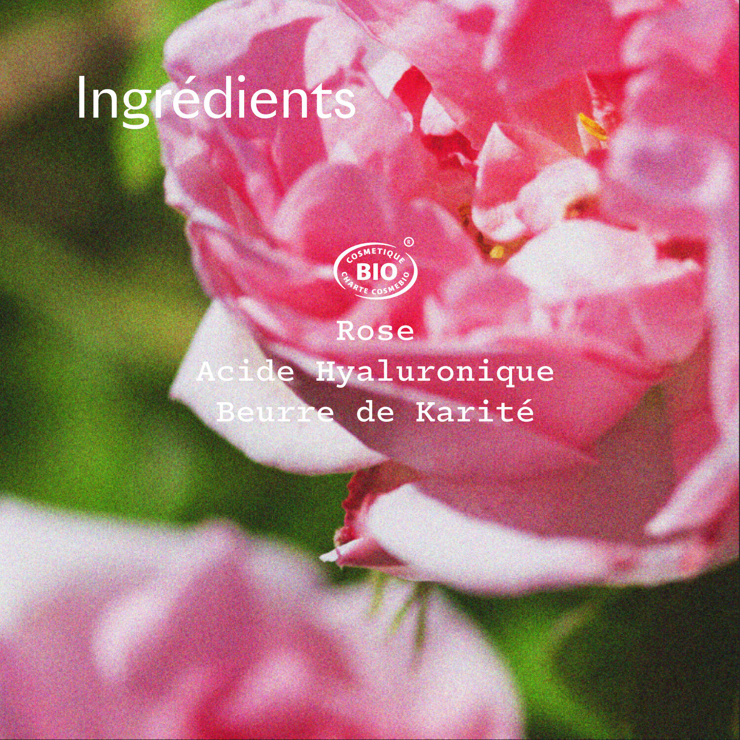 Rosa Fresca - Crème Nuit Régénérante 50 ml