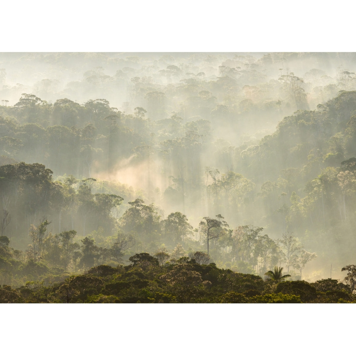 Papier peint panoramique Misty Forest - Un décor mural de 8 lés (384x270cm), créé et fabriqué en France