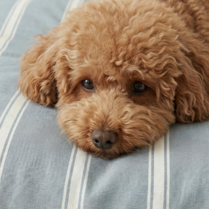 Lit pour animaux déhoussable et antitaches Scott Bleu