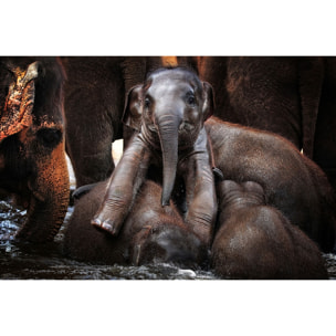 Tableau éléphant petit prince Tableau alu Dibond