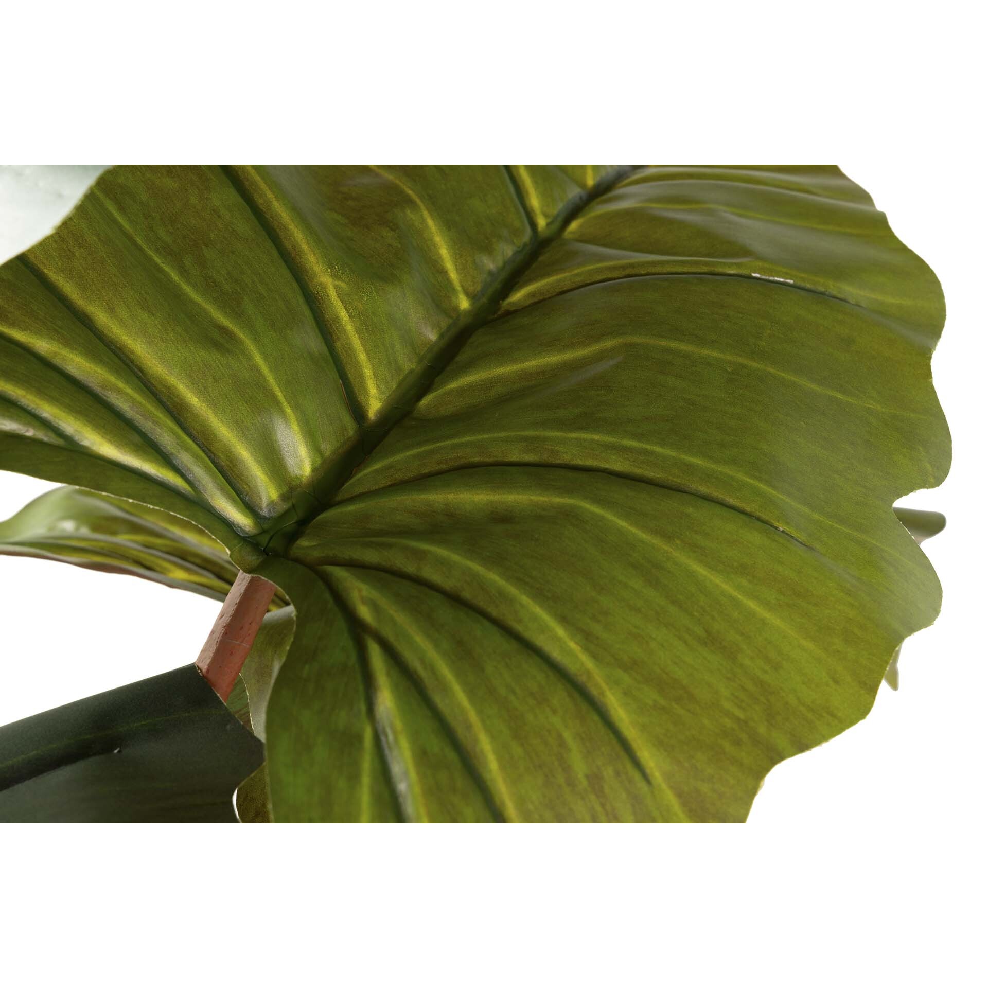 Planta Colocasia Esculenta 150x150x220 Cm