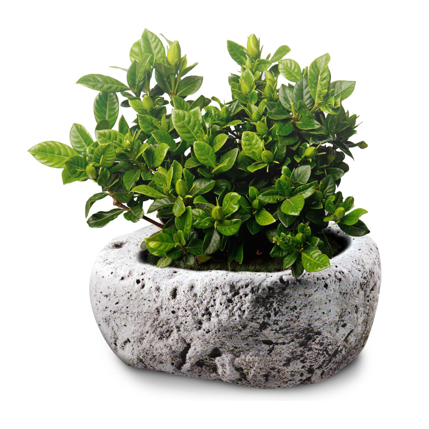 Fioriera in pietra antica rifinita a mano. Vaso da giardino per piante e fiori in pietra naturale ed ecologica. 58x36x19H cm