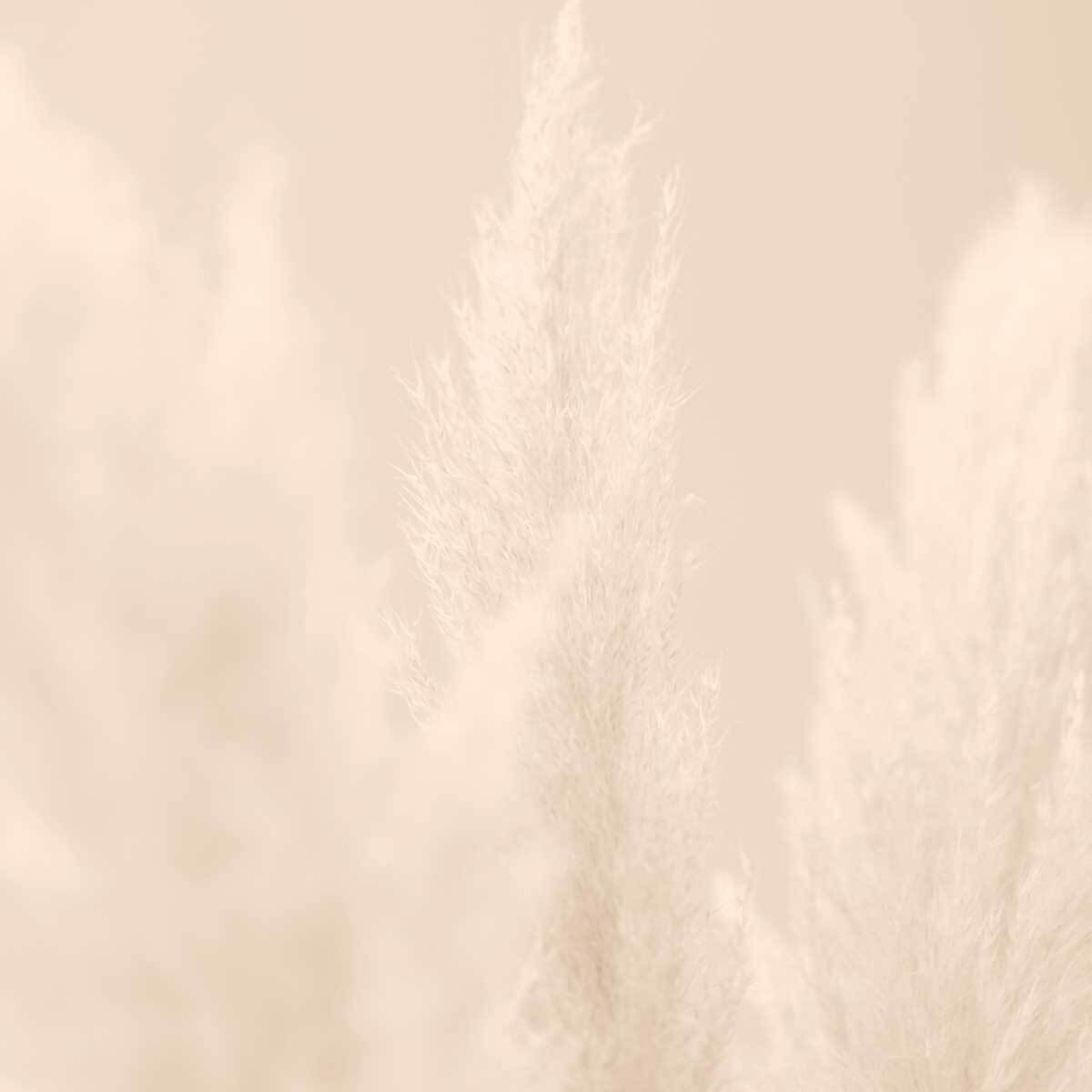 Tableau scandi fleurs de roseaux Tableau alu Dibond