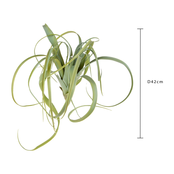 Tillandsia - Pezzi 1 - 42X50X42cm - Colore Verde - Bianchi Dino - Piante Artificiali