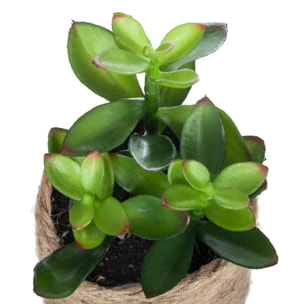 Plante artificielle - H16 cm