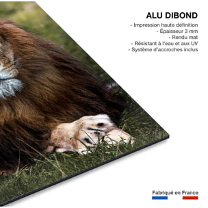Tableau animaux pattes de lion Tableau alu Dibond