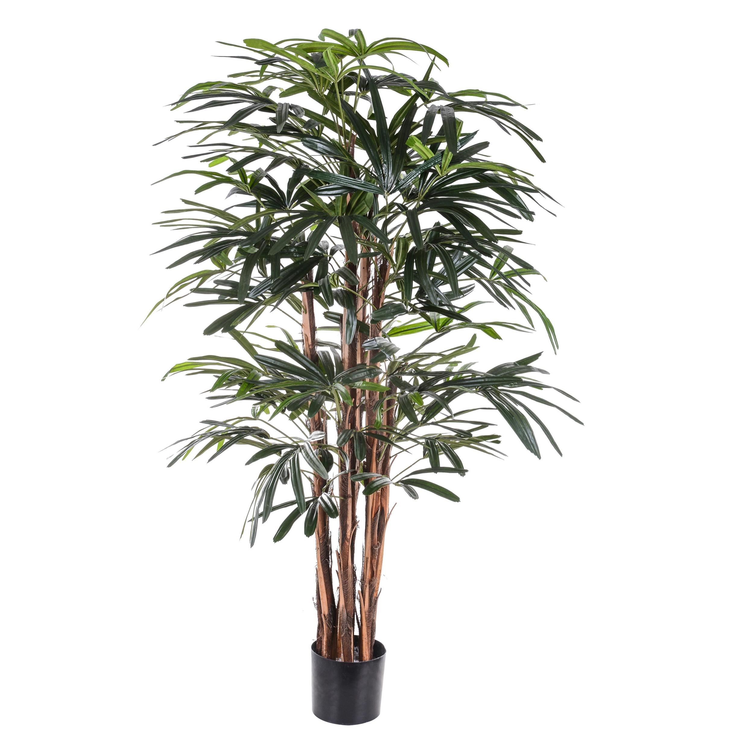 Rhapis Excelsa Con Vaso. Altezza 155 Cm - Pezzi 1 - 60X155X60cm - Colore: Verde - Bianchi Dino - Piante Artificiali